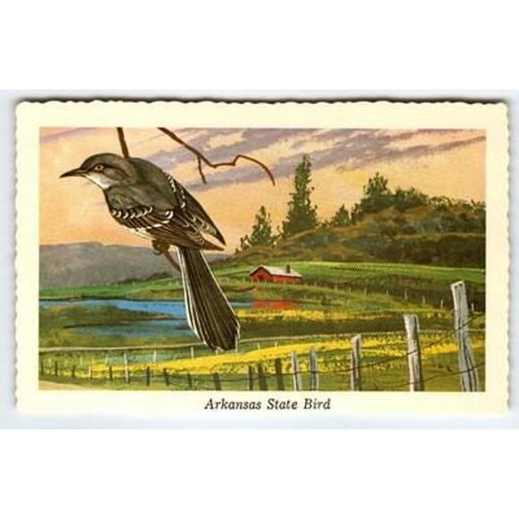 Vintage Arkansas State Bird Mockingbird Postcard by Ken Haag 1968 - Picture 1 of 2